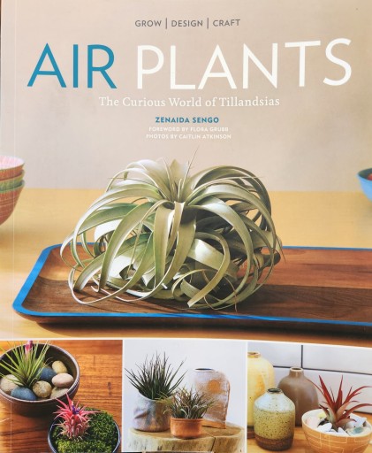 Air Plants: The Curious World of Tillandsias - Uraha Florist