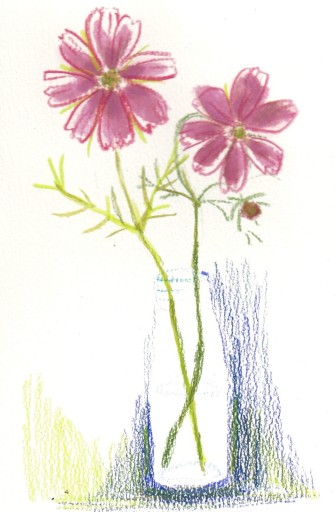 Cosmos - azumamé labo