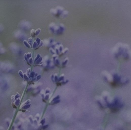 シアーポストカードA（封筒付） - papier®︎ RIVE GAUCHE