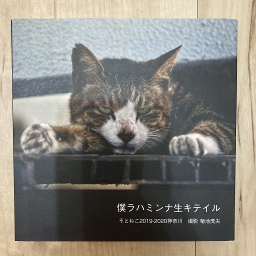 僕ラハミンナ生キテイル そとねこ 2019-2020神奈川 撮影菊池茂 - トマト1号 '25.12.4