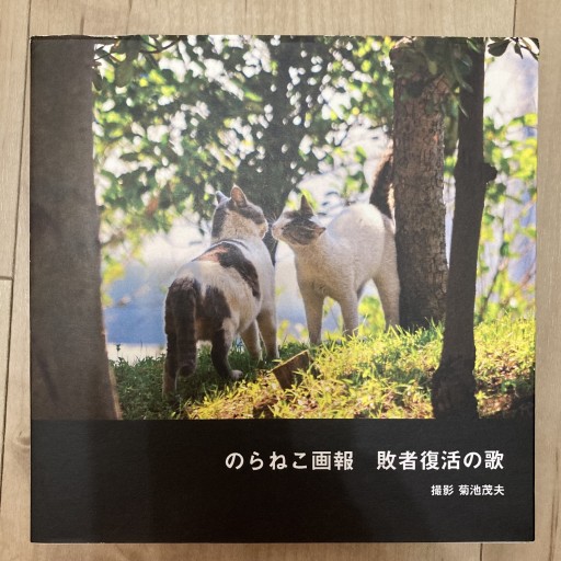 のらねこ画報 敗者復活の歌 撮影菊池茂夫 - トマト1号 '25.12.4