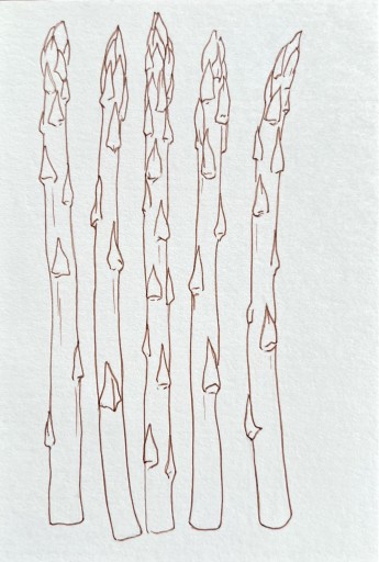 ポストカード mini asparagus - fuminw