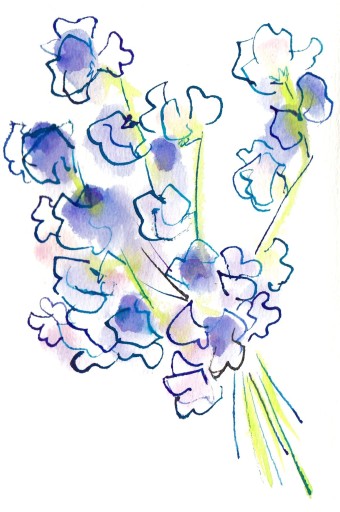 Pois de senteur - azumamé labo