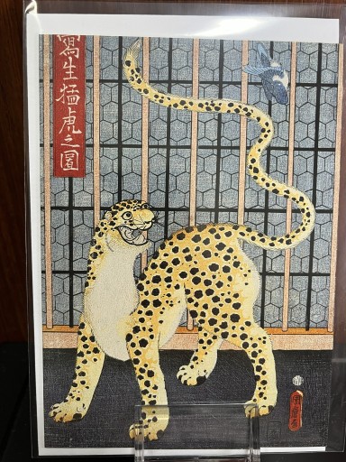 カード 国松 - 日照草の棚