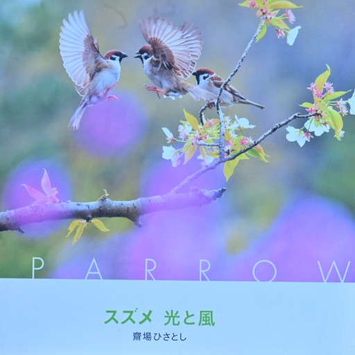 スズメ 光と風