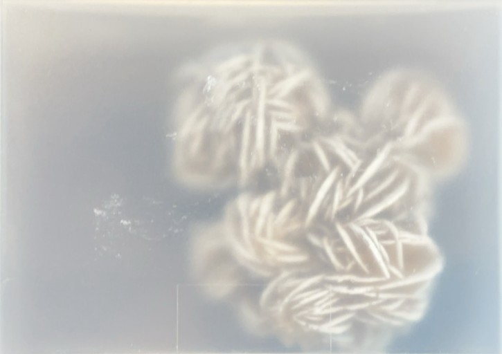Desert Rose