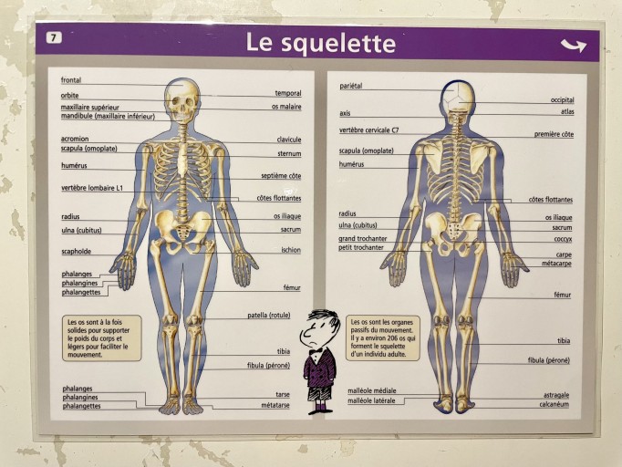 Le squelette / Les muscles