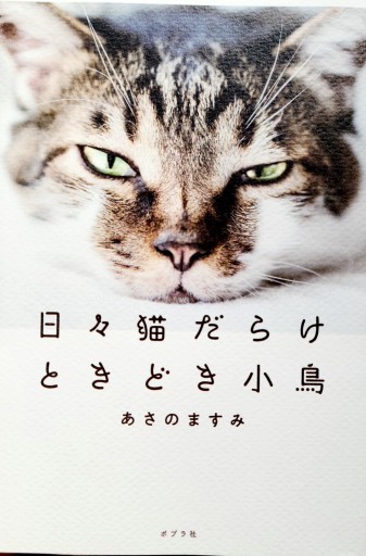 日々猫だらけときどき小鳥