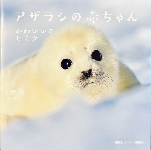 アザラシの赤ちゃん かわいいのヒミツ