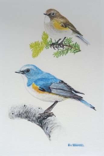 八ヶ岳絵はがき ルリビタキ