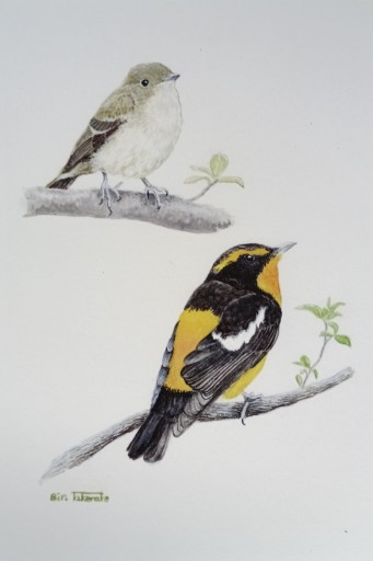 八ヶ岳絵はがき キビタキ