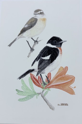 八ヶ岳絵はがき ノビタキ