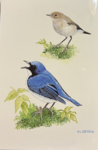 八ヶ岳絵はがき コルリ