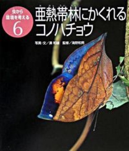 亜熱帯林にかくれるコノハチョウ（虫から環境を考える） - クワガタ書林
