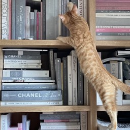 司書ねこ選 REN's  BOOK SHOP