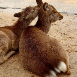 こじかブックス