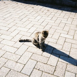 愛は猫の眼