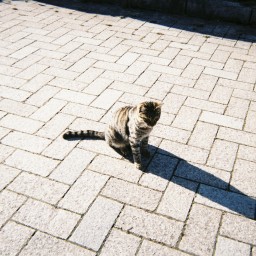 のりたま / 愛は猫の眼