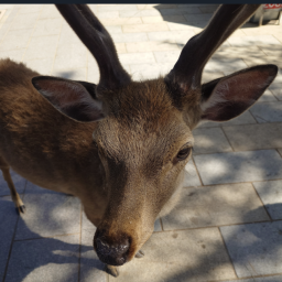 青槐の本棚