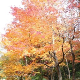 このは舎