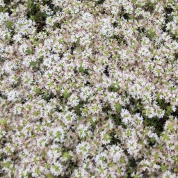 後藤明日香の本棚