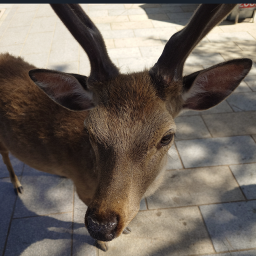 青槐の本棚