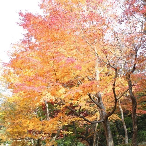 このは舎