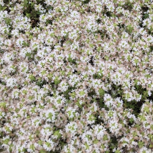 後藤明日香の本棚